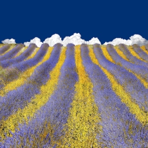 Lavender Heaven